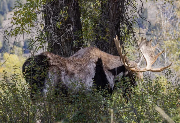Bull Shiras Moose Wyoming Autumn — Stock Photo, Image