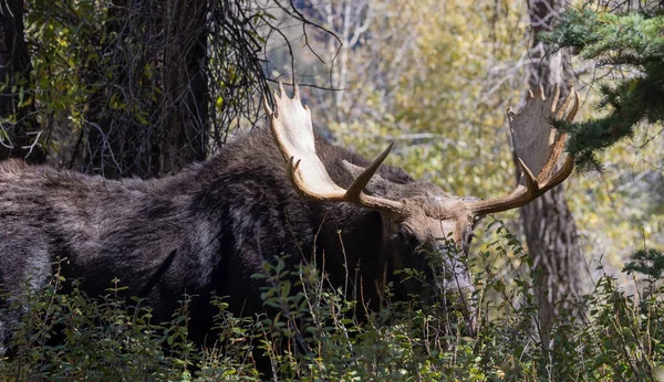 Een Stier Shiras Moose Wyoming Herfst — Stockfoto