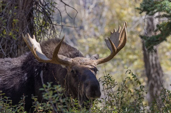Een Stier Shiras Moose Wyoming Herfst — Stockfoto