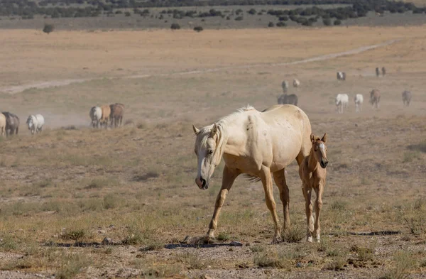 ユタ砂漠での夏の野生の馬の雌馬とかわいい子馬 — ストック写真