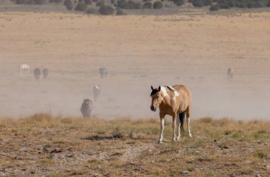 Yazın Utah çölünde vahşi bir at.