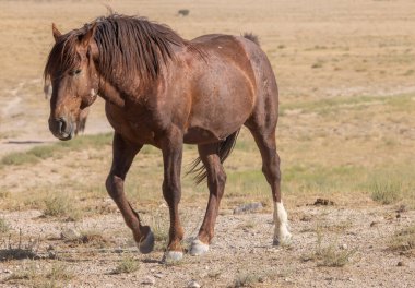 Yazın Utah çölünde vahşi bir at.