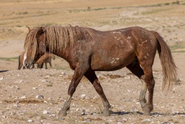 Yazın Utah çölünde vahşi bir at.