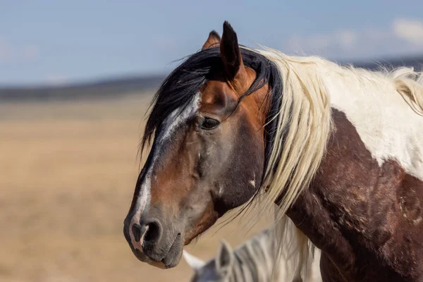 Dziki Koń Latem Pustyni Utah — Zdjęcie stockowe