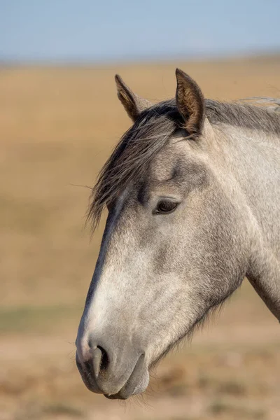Wild Horse Summer Utah Desert — Stock Photo, Image