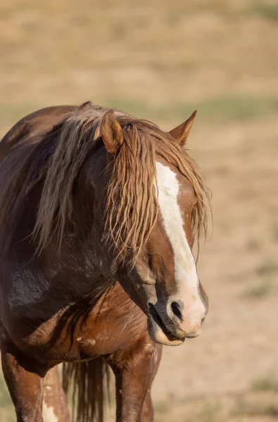 ユタ砂漠の夏に野生の馬が — ストック写真