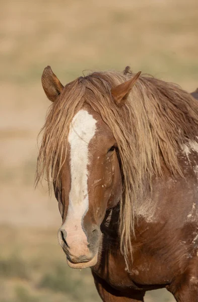 Cavalo Selvagem Verão Deserto Utah — Fotografia de Stock