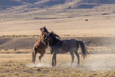 Uta çölünde savaşan bir çift vahşi at.