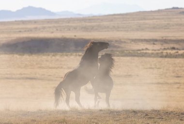 Uta çölünde savaşan bir çift vahşi at.