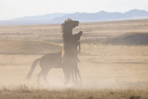 stock image a pair of wild horse stallions fighting in the Utah desert