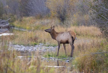 Sonbaharda Wyoming 'de genç bir geyik.