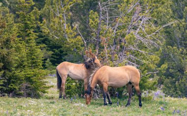 Yazın Montana 'daki Pryor Dağları' nda vahşi atlar