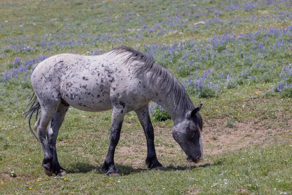 Belo Cavalo Selvagem Nas Montanhas Pryor Montana Verão — Fotografia de Stock