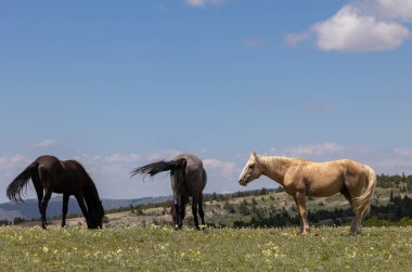 Yazın Montana 'nın Pryor Dağlarında vahşi atlar