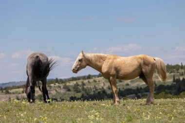 Yazın Montana 'nın Pryor Dağlarında vahşi atlar