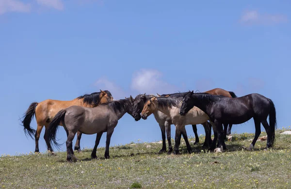 Wildpferde Pryor Gebirge Von Montana Sommer — Stockfoto