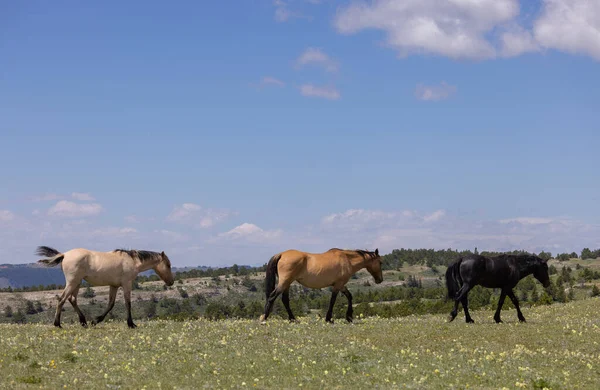 Yazın Montana Nın Pryor Dağlarında Vahşi Atlar — Stok fotoğraf