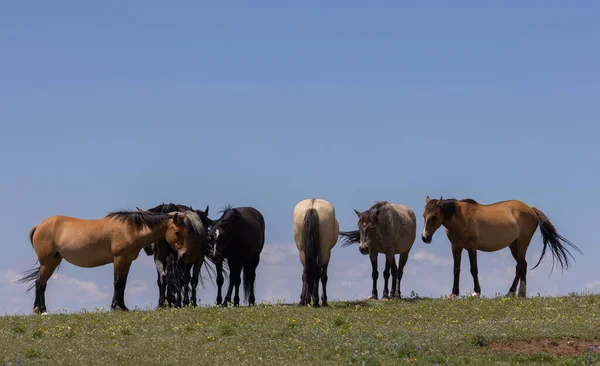 Cavalli Selvatici Nelle Montagne Pryor Del Montana Estate — Foto Stock