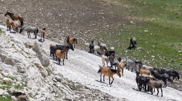 stock image a herd of wild horses in snow in the Pryor Mountains Montana in summer