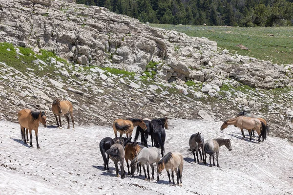 Herd Wild Horses Snow Pryor Mountains Montana Summer — Stock Photo, Image