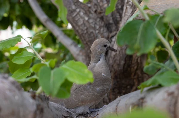 夏天在亚利桑那州的一棵树上 一只年轻的哀伤鸽子 — 图库照片
