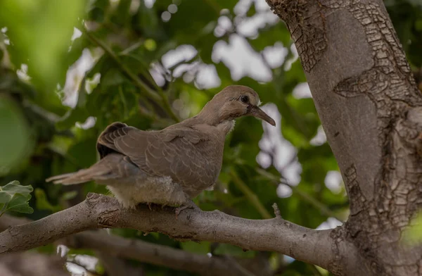 夏天在亚利桑那州的一棵树上 一只年轻的哀伤鸽子 — 图库照片