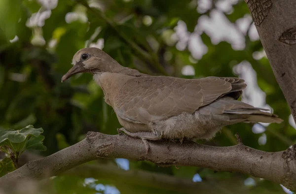 애리조나주에서 여름에 나무에 구애하는 비둘기 — 스톡 사진