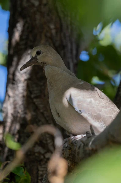 Young Mourning Dove Tree Arizona Summer — Stock Photo, Image