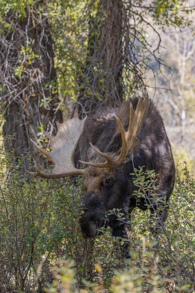 Een Stier Eland Tijdens Herfstsleur Wyoming — Stockfoto
