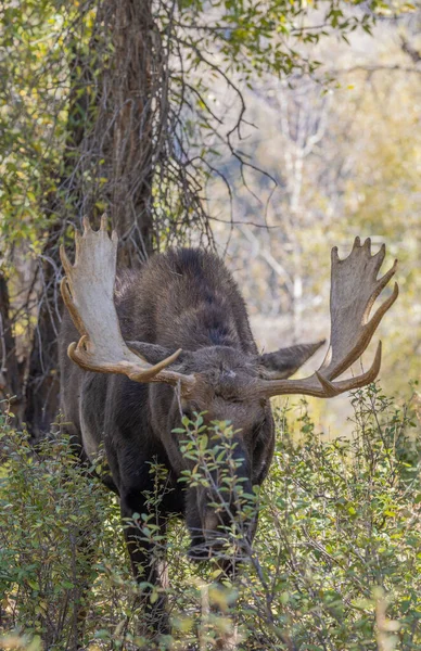Ein Elchbulle Während Des Sturzkampfs Wyoming — Stockfoto