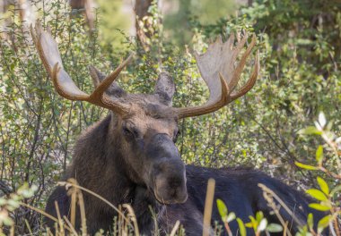 Wyoming 'deki sonbahar monotonluğu sırasında bir geyik.