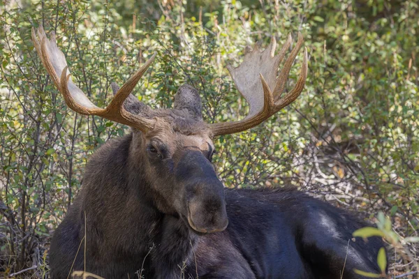 ワイオミング州の秋のラットの間に雄牛のムースは — ストック写真