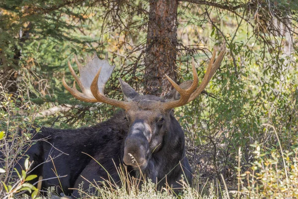 ワイオミング州の秋のラットの間に雄牛のムースは — ストック写真