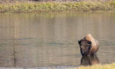 Sonbaharda Yellowstone Nehri 'ni geçen bir bizon.