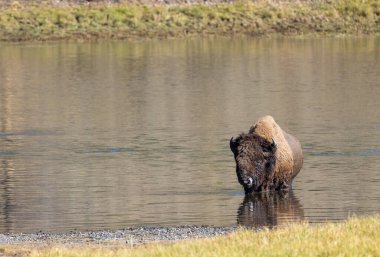 Sonbaharda Yellowstone Nehri 'ni geçen bir bizon.