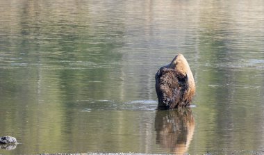 Sonbaharda Yellowstone Nehri 'ni geçen bir bizon.