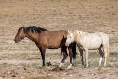 Utah Çölü'nde yaz aylarında vahşi atlar