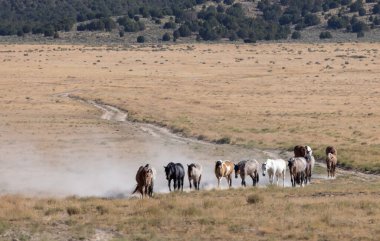 Utah Çölü'nde yaz aylarında vahşi atlar