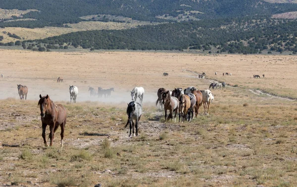 Utah Çölü Nde Yaz Aylarında Vahşi Atlar — Stok fotoğraf