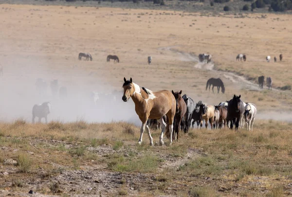 Divocí Koně Létě Poušti Utah — Stock fotografie