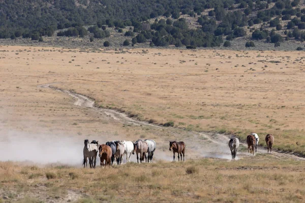 Utah Çölü Nde Yaz Aylarında Vahşi Atlar — Stok fotoğraf