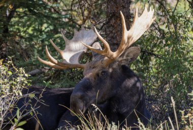 Güz aylarında Grand Teton Ulusal Parkı 'nda Wyoming' de boğa geyiği.
