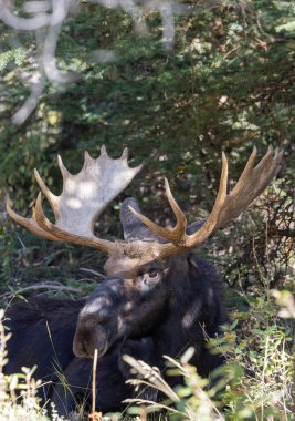 Güz aylarında Grand Teton Ulusal Parkı 'nda Wyoming' de boğa geyiği.