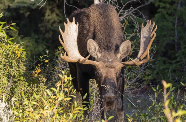 Tjur Älg Grand Teton National Park Wyoming Ruffen Hösten — Stockfoto