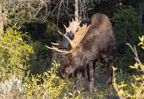 Bull Moose Grand Teton National Park Wyoming Rut Autumn — Stock Photo, Image