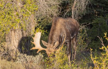 Wyoming 'de sonbaharda bir boğa geyik çiftleşmesi yaşarmış.