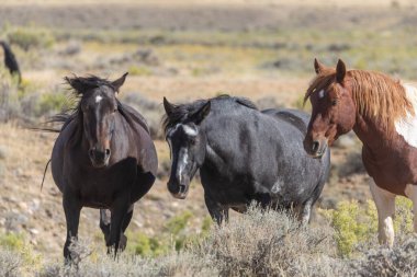 Wyoming çölünde sonbaharda vahşi atlar