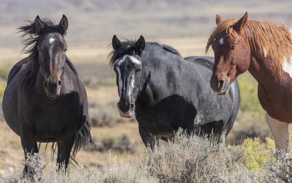 Dzikie Konie Pustyni Wyoming Jesienią — Zdjęcie stockowe