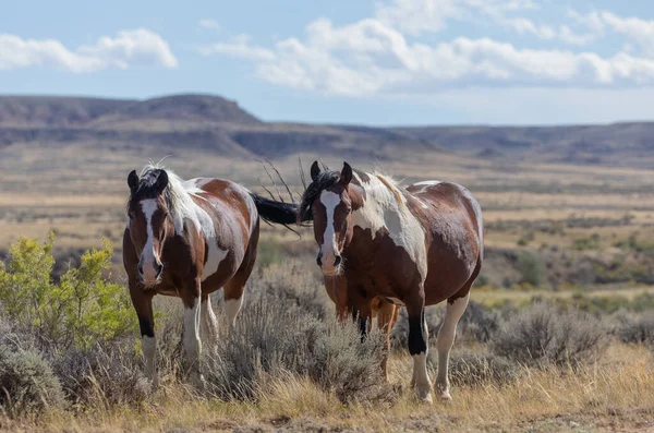 Dzikie Konie Pustyni Wyoming Jesienią — Zdjęcie stockowe