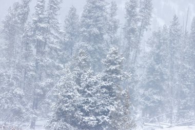 Yellowstone Ulusal Parkı Wyoming 'de kışın manzaralı bir kar manzarası.